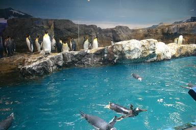泳ぐペンギンの方々